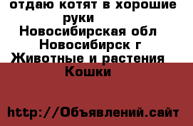 отдаю котят в хорошие руки**** - Новосибирская обл., Новосибирск г. Животные и растения » Кошки   